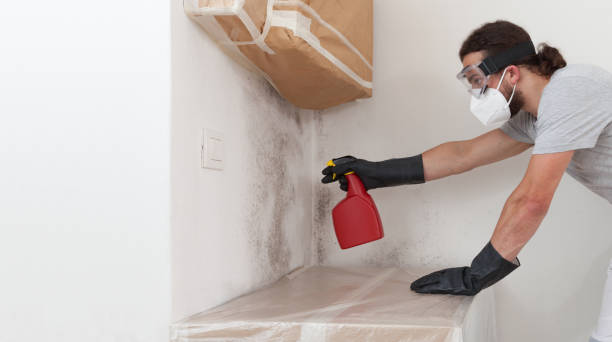 Professional Attic Mold Removal technician working in Millis, MA